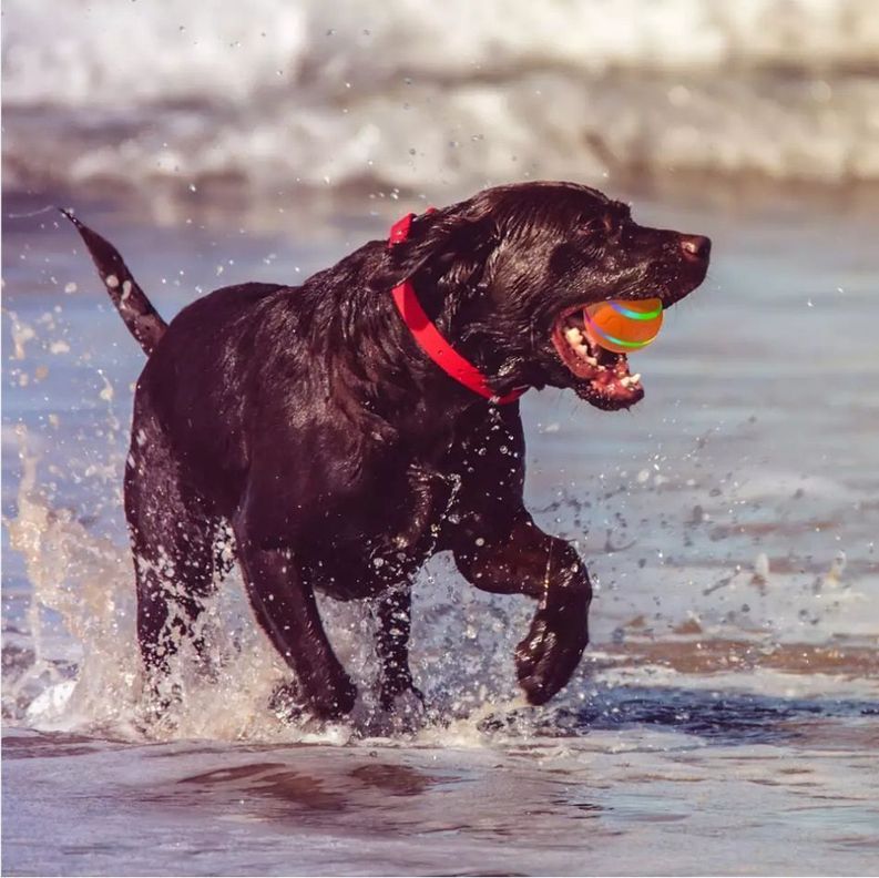 Pelota para Perros y Gatos Inteligente - Naranjo-5
