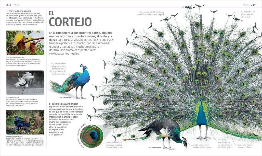 Dk Enciclopedia Secretos De La Naturaleza-1