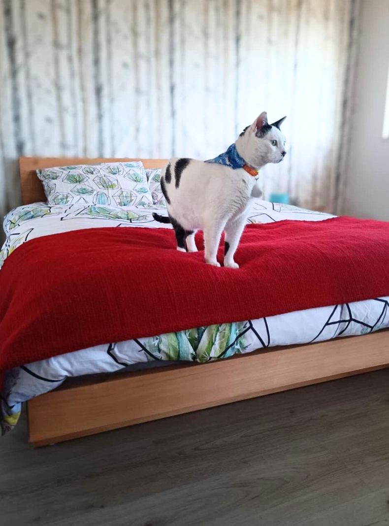 Cama OMI Color Caramelo King-3