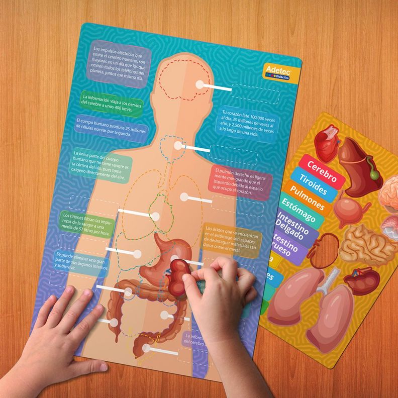 CUERPO HUMANO- LÁMINAS MAGNÉTICAS INTERACTIVAS-1