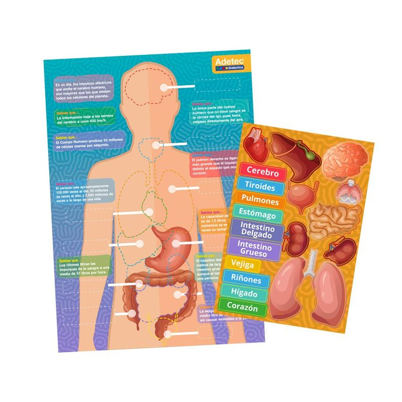 CUERPO HUMANO- LÁMINAS MAGNÉTICAS INTERACTIVAS-2