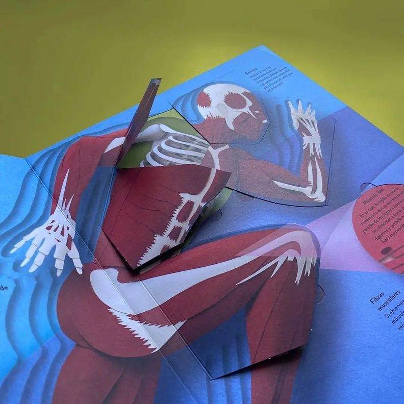 Libro Un mundo de papel - El cuerpo humano-4