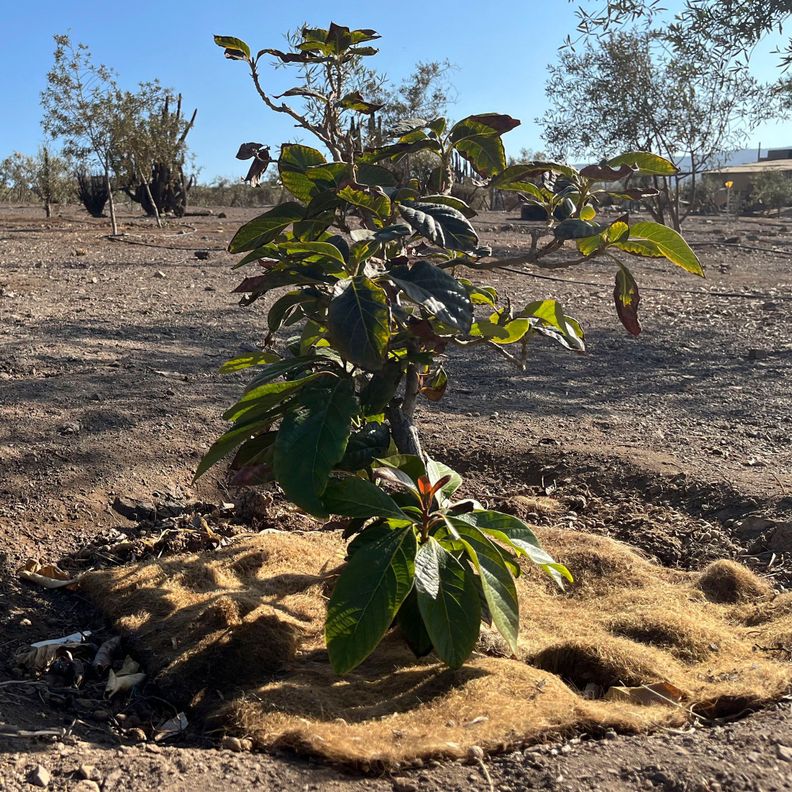 AGROPELO, MULCH DE AHORRO HIDRICO PARA ARBOLES 60CM-1