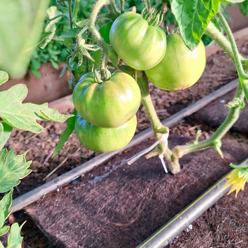 AGROPELO, MULCH DE AHORRO HIDRICO PARA HORTALIZAS Y REFORESTACIÓN 30CM-1