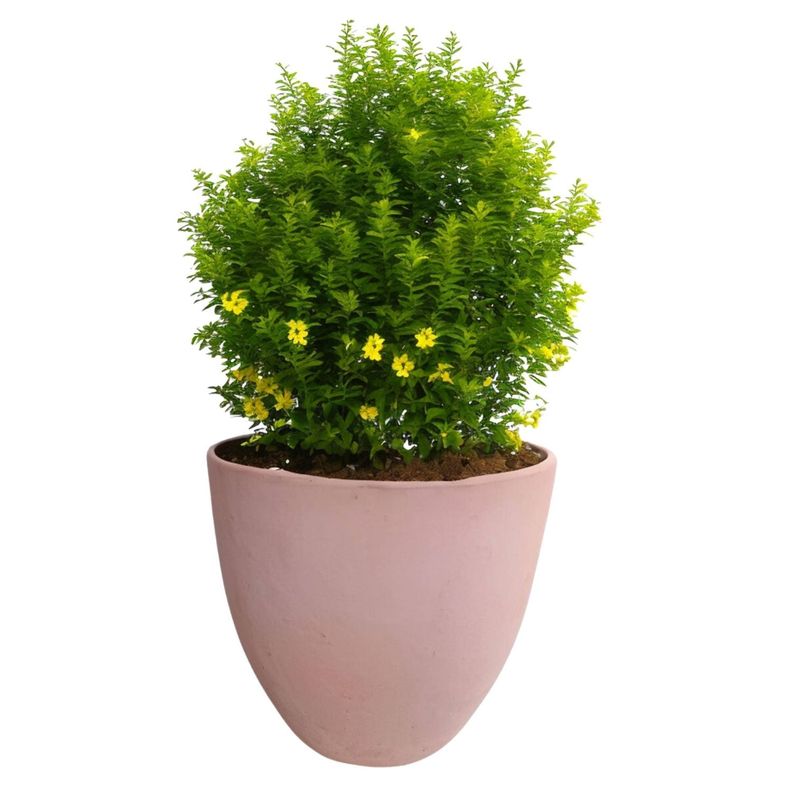 Maceta Dulce 28cm Terracota Ovalada Deroma-1