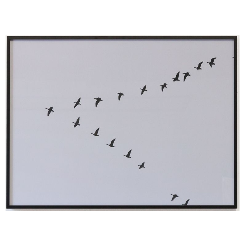 Fotografia Aves C 60 X 80-0