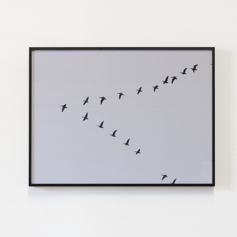 Fotografia Aves C 60 X 80-1