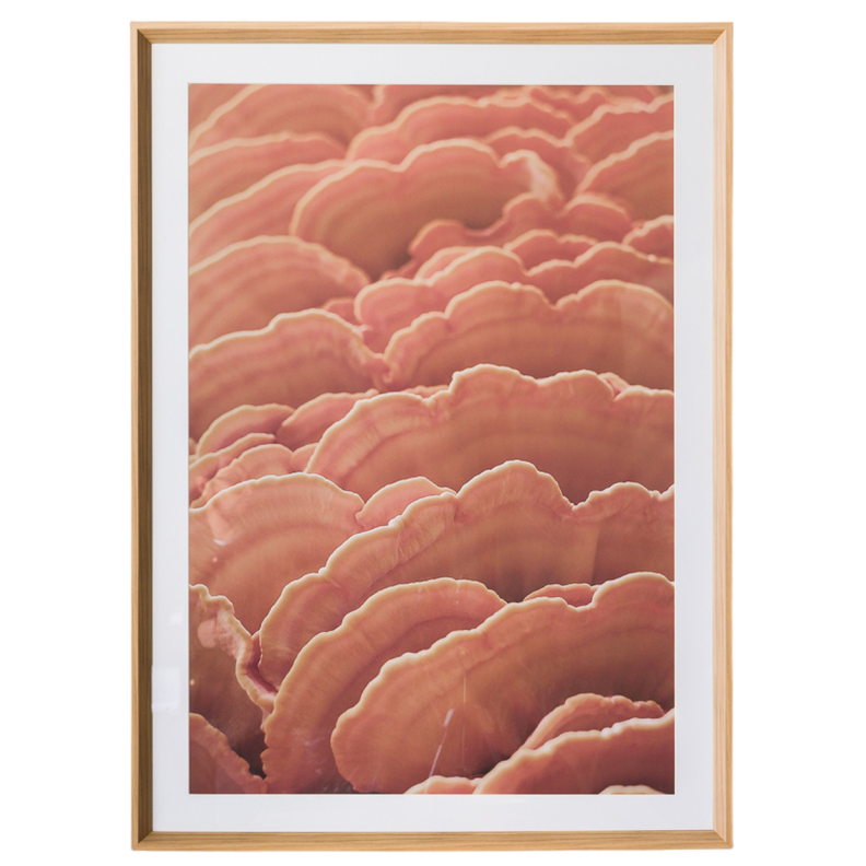 Cuadro Funghi A 80 X 110-0