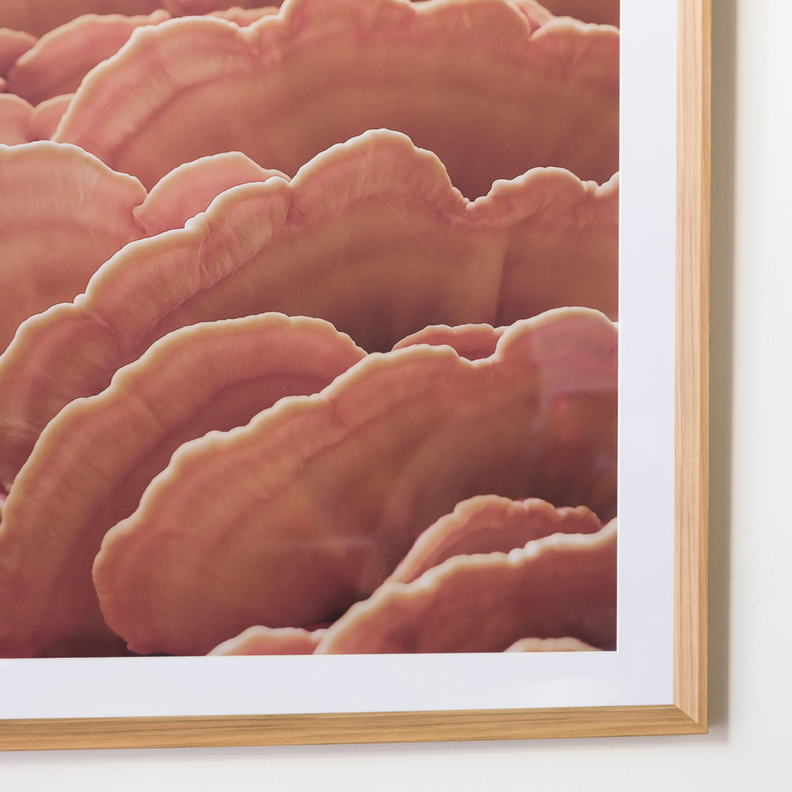 Cuadro Funghi A 80 X 110-1