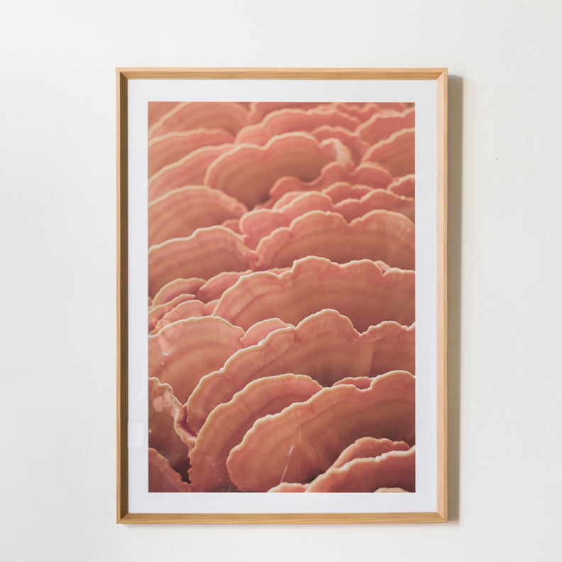 Cuadro Funghi A 80 X 110-2
