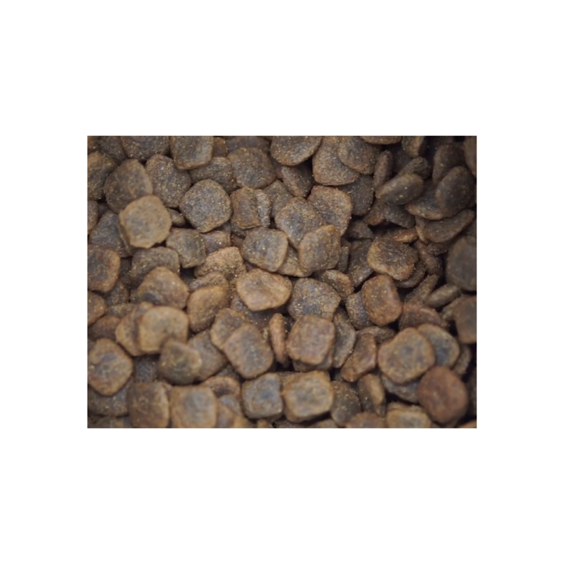 Bravery Chicken Kitten Cat 2 Kg-1