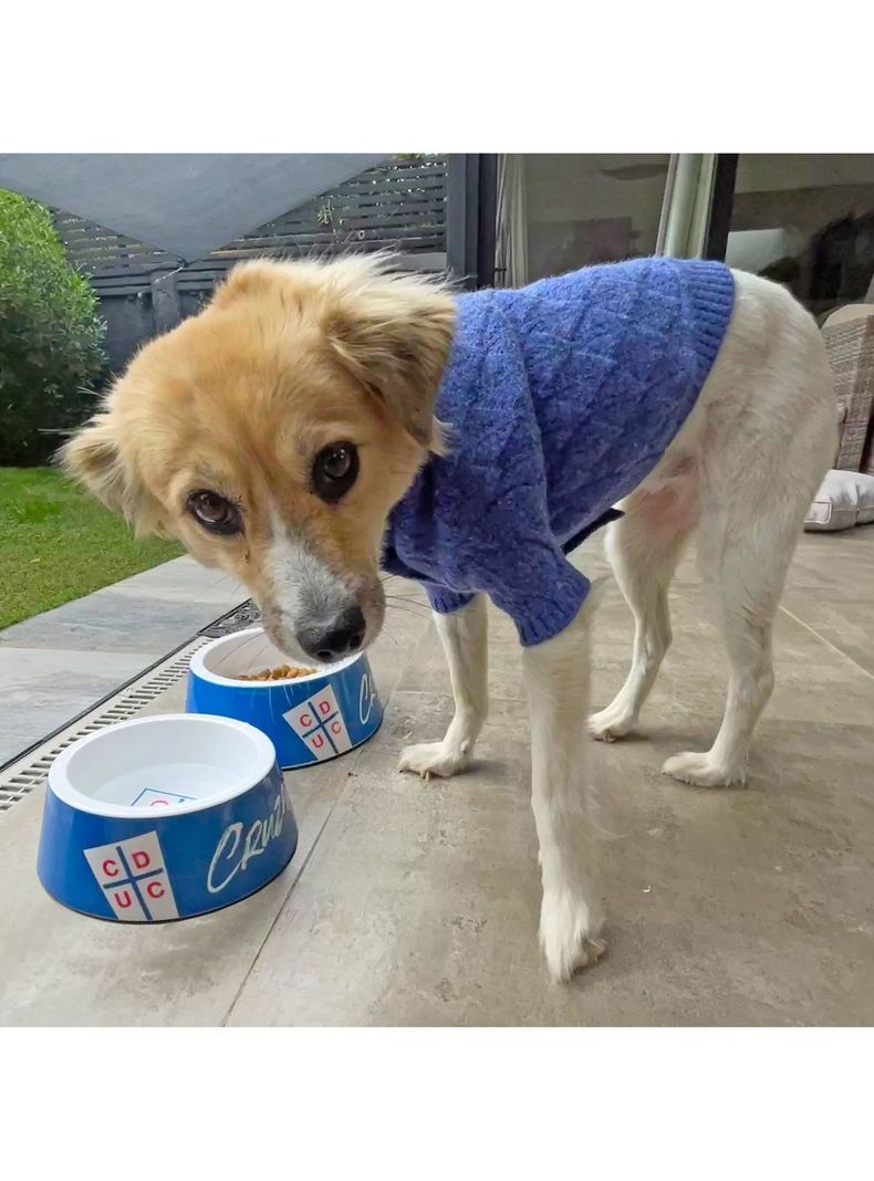 Plato para Perro Universidad Católica - L (950ml)-3