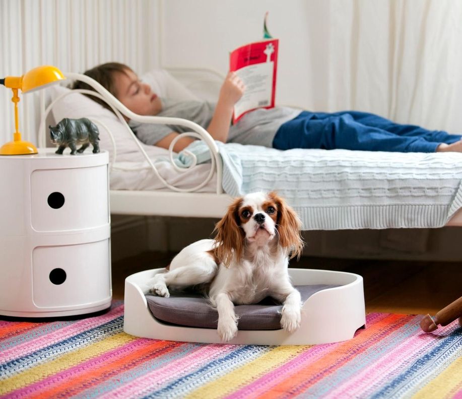 Cama Para Perros Gatos Pet Bunkbed-3