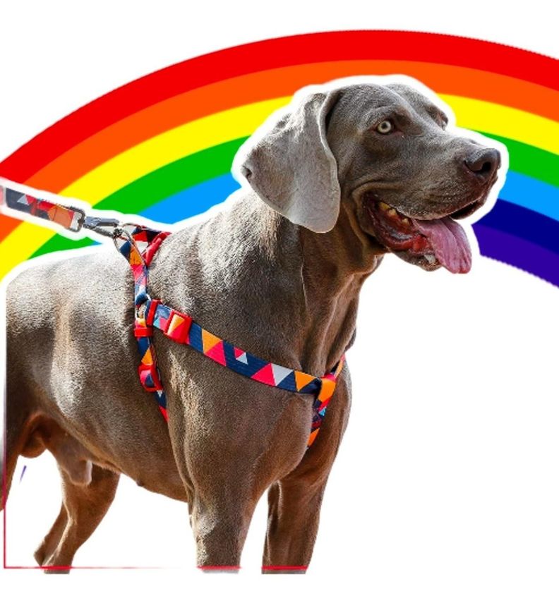 Arnés Para Perro Grande-4