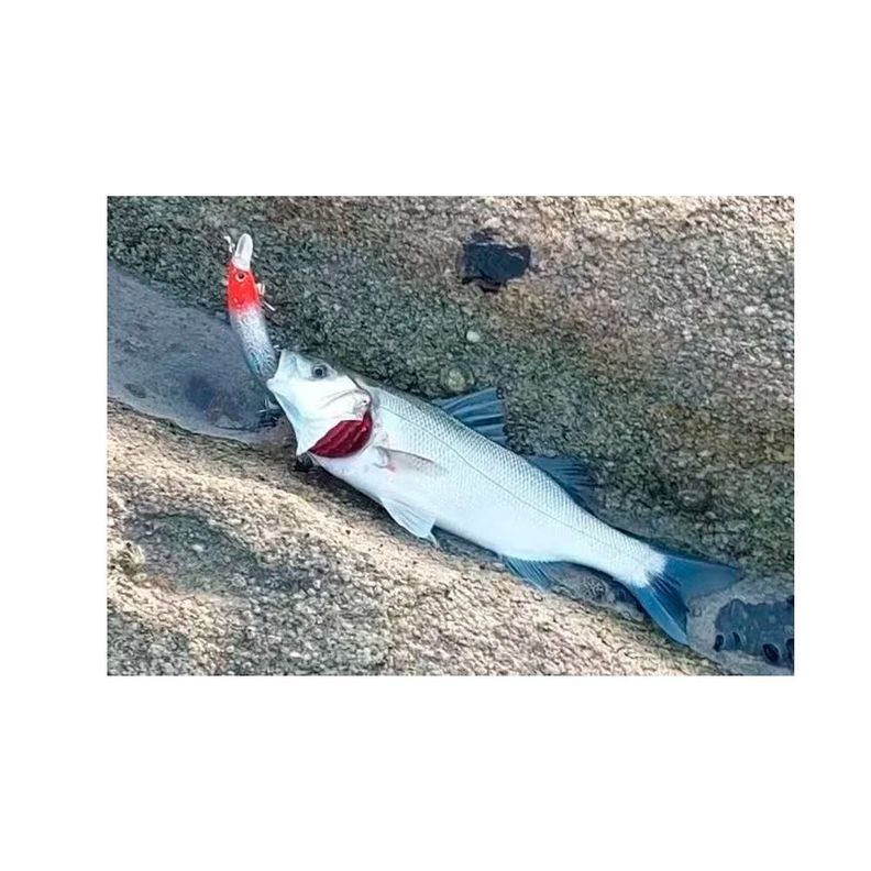 Señuelo Lenguado Y Corvina Pesca Deportiva 28 Gramos-3