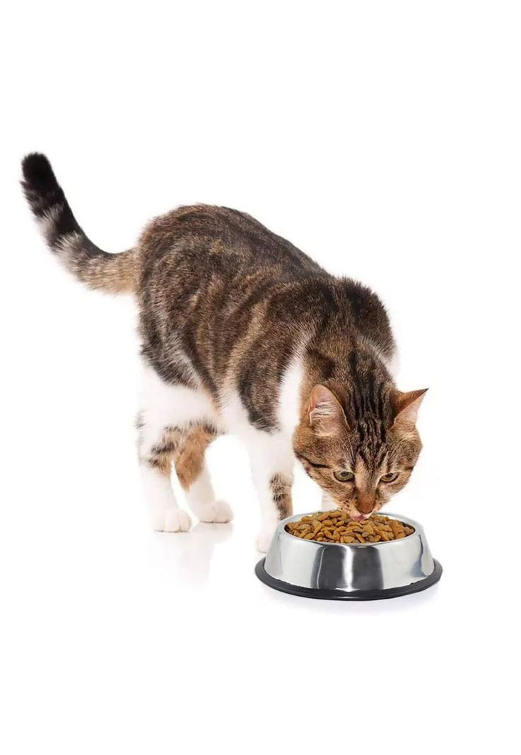 Plato Acero Inoxidable Antideslizante Mascotas Perro - Gato 27 cm-4