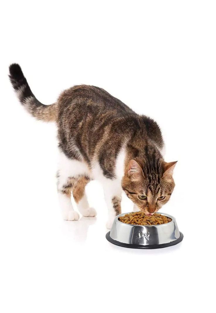 Plato Acero Inoxidable Antideslizante Mascotas Perro - Gato 30 cm-4