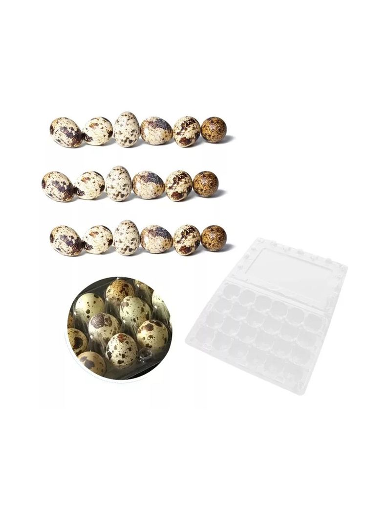 Cajas Bandejas de Plástico de 24 Huevos de Codorniz-1