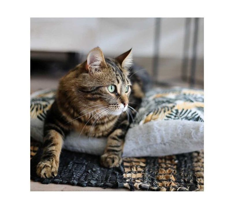 Cama Mascota Perro Gato Colchon Anti Estres 50x35cm Talla Xs-1