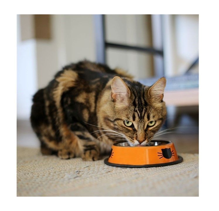 Plato Bebedero Comedero Brnx De Acero Para Gatos Naranja-4