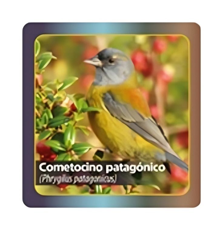 Juego MEMORICE AVES DE CHILE | Fractal-1