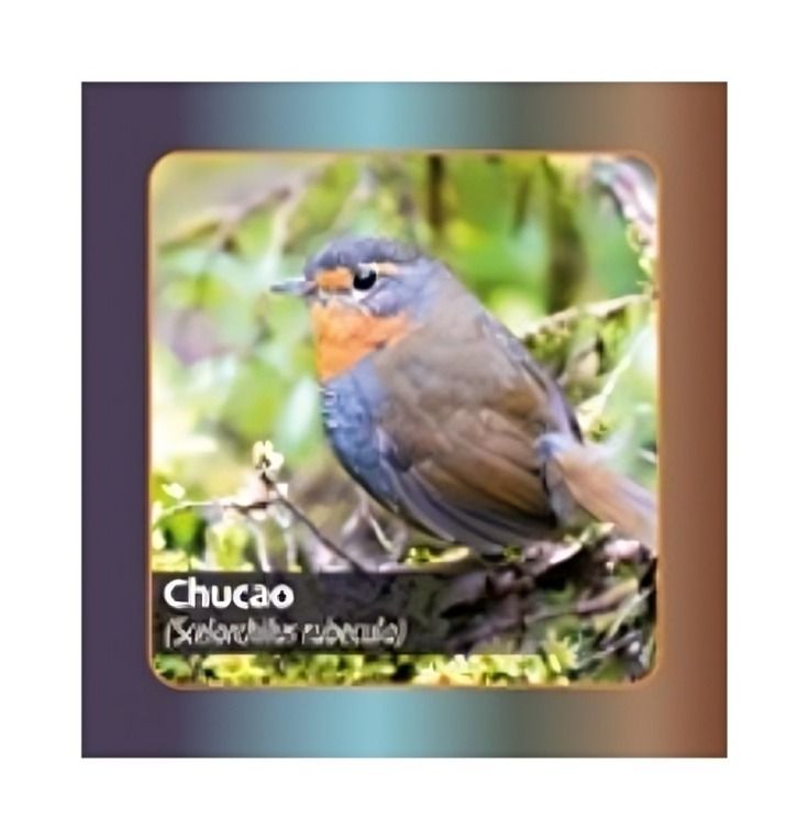 Juego MEMORICE AVES DE CHILE | Fractal-2