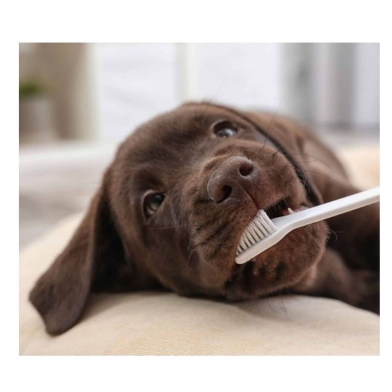 Cepillo De Dientes Doble Higiene Para Mascotas Perros Gatos-1