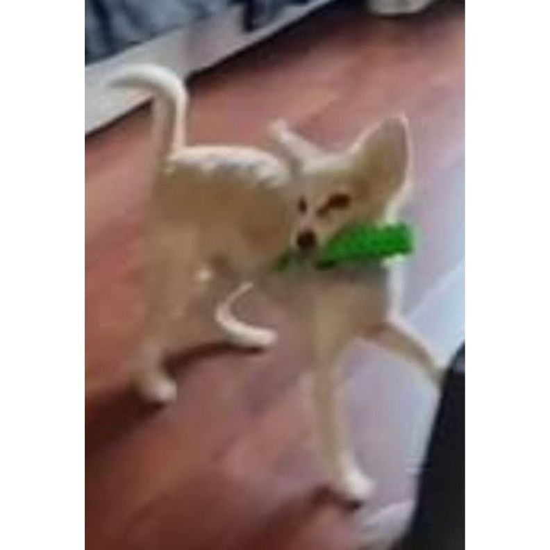 Juguete De Goma Con Soga Accesorios Perro Gato Mascotas-1