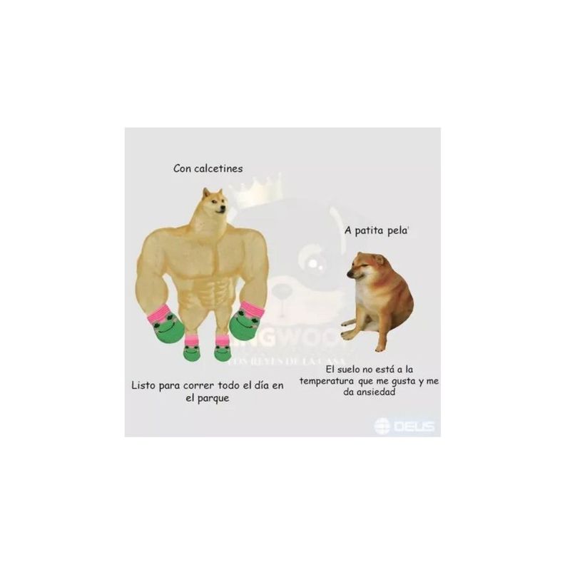 Super Pack X6 Calcetines Calzado Fashion Mascota Perro Gato-3
