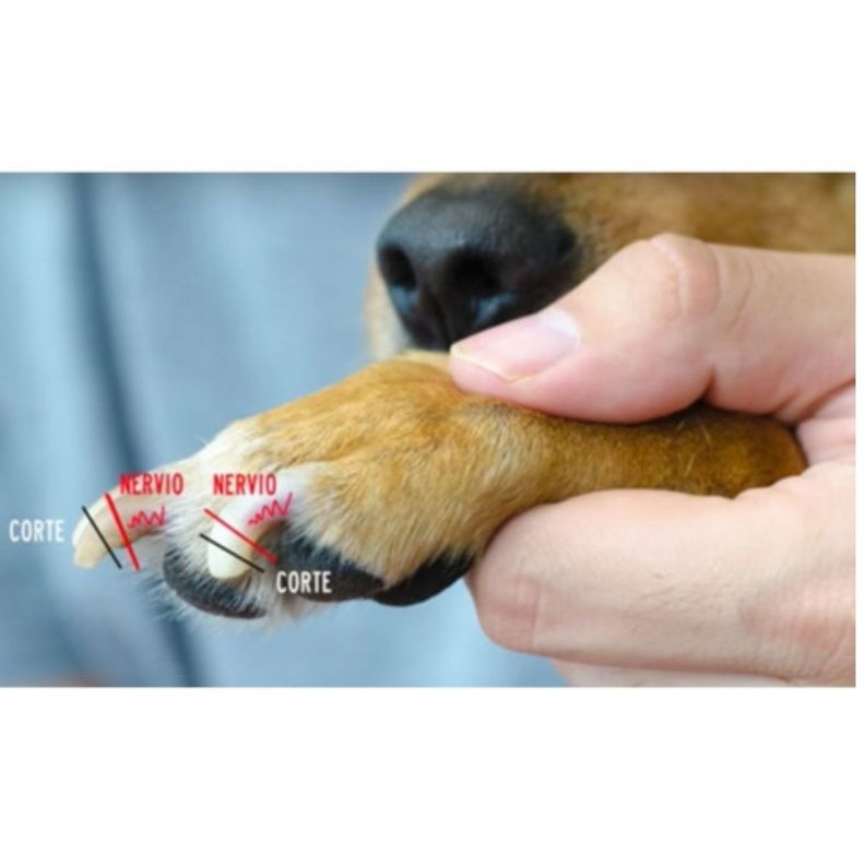 Corta Uñas Para Perros Gatos Mascotas Tipo Alicate Con Lima-2