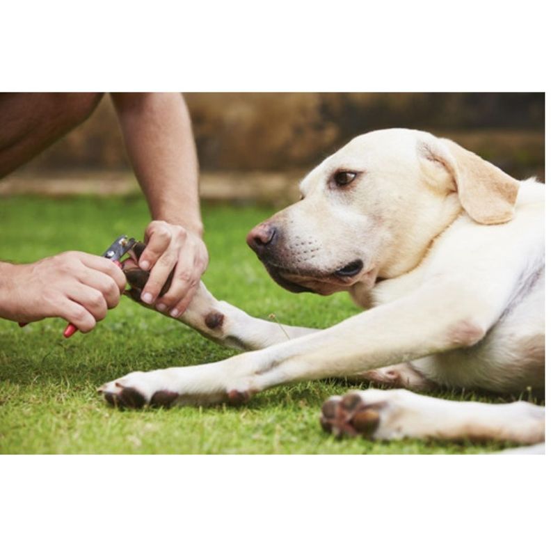 Corta Uñas Para Perros Gatos Mascotas Tipo Alicate Con Lima-3