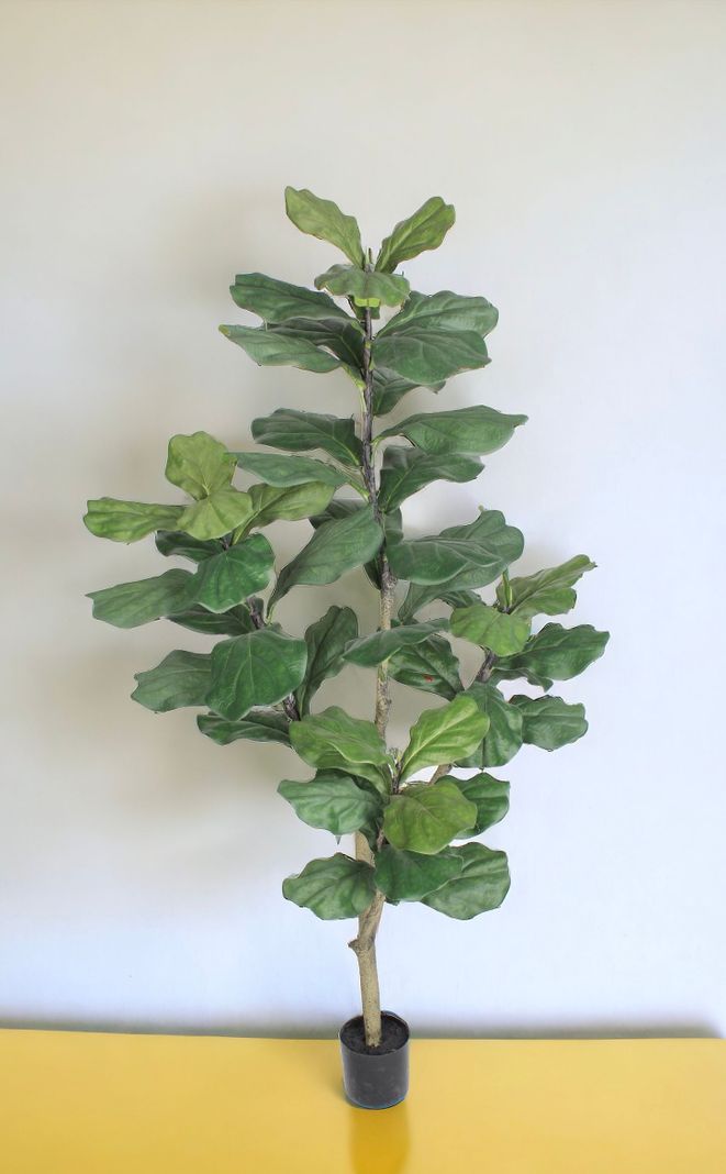 Planta Decorativa Arbol De Fiddle 150Cm-1