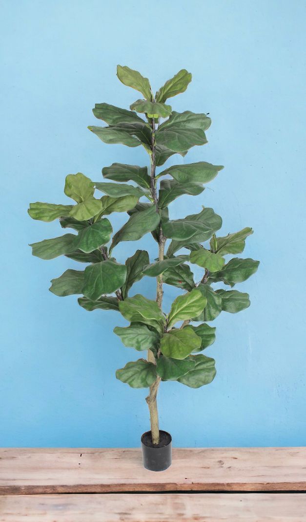 Planta Decorativa Arbol De Fiddle 150Cm-2