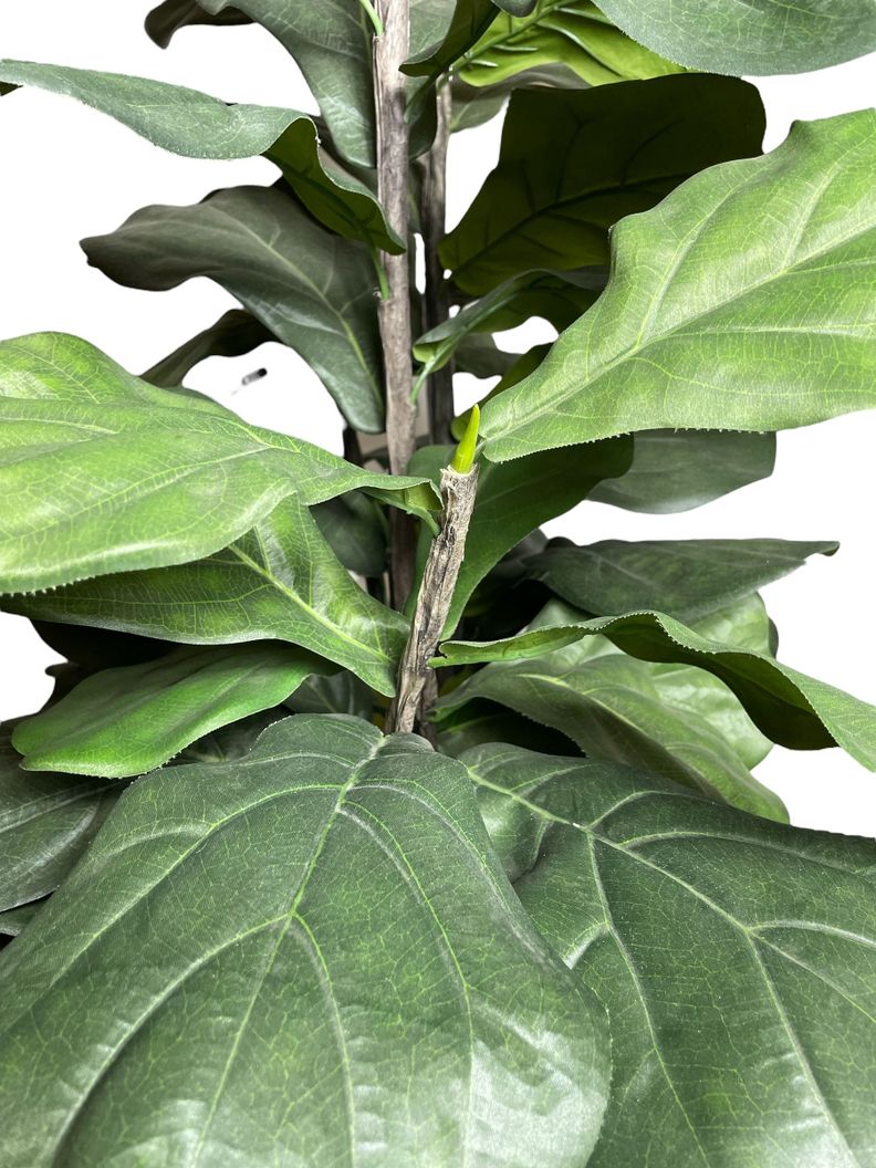Planta Decorativa Arbol De Fiddle 150Cm-3