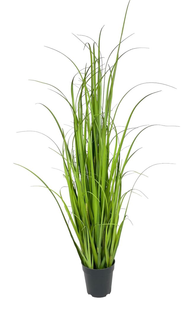 PLANTA DECORATIVA COREL PASTO CRESPO 122CM-0