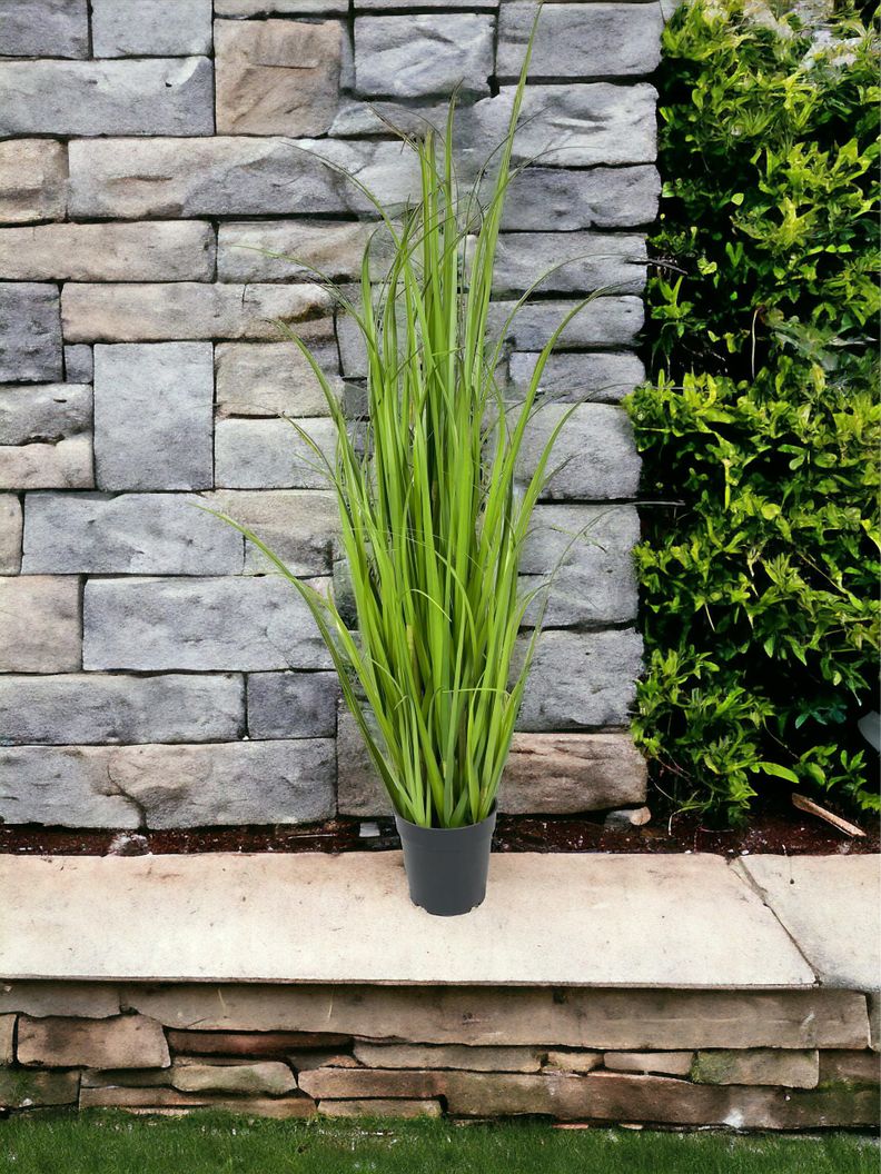 PLANTA DECORATIVA COREL PASTO CRESPO 122CM-1