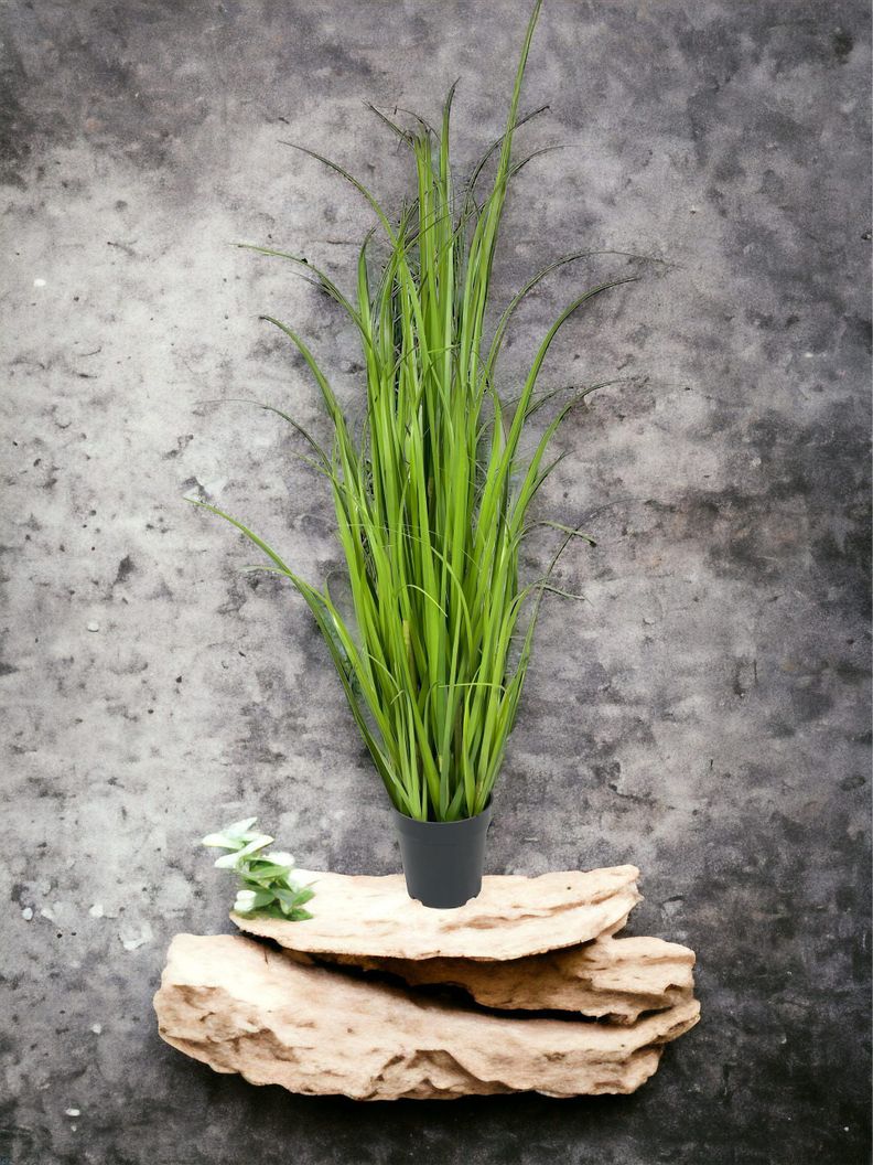 PLANTA DECORATIVA COREL PASTO CRESPO 122CM-2