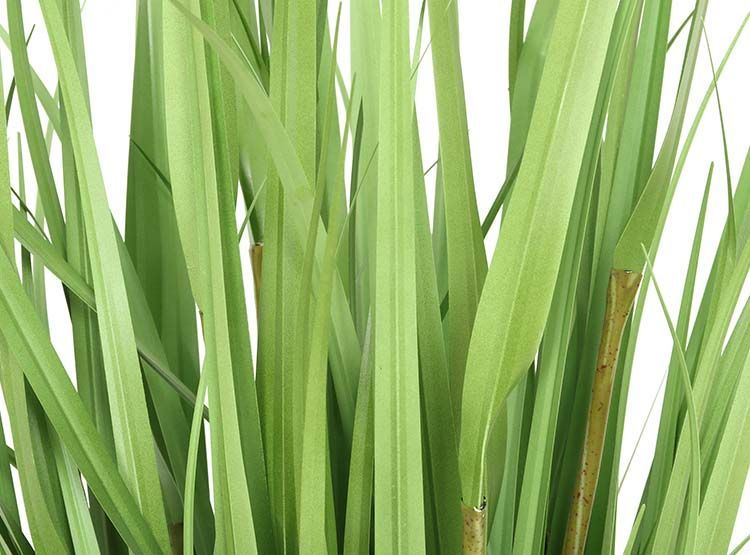 PLANTA DECORATIVA COREL PASTO CRESPO 122CM-3