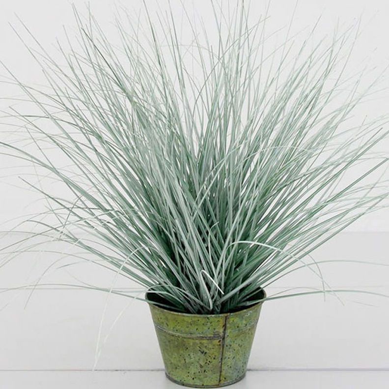 Planta Decorativa Corel Pasto Cebra Gris 48cm-0