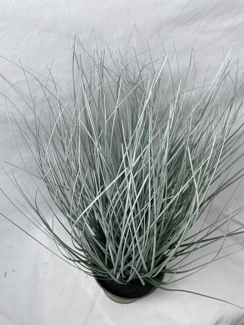 Planta Decorativa Corel Pasto Cebra Gris 48cm-1