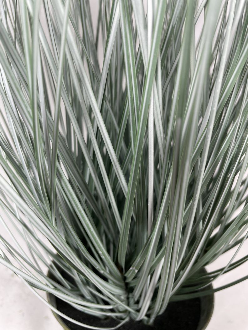 Planta Decorativa Corel Pasto Cebra Gris 48cm-2