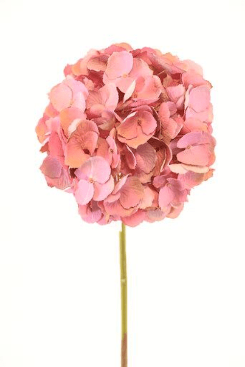 Hortensia Rosada 50cm Artificial | Estilo Natural para Interiores y Vitrinas Rosado Claro
