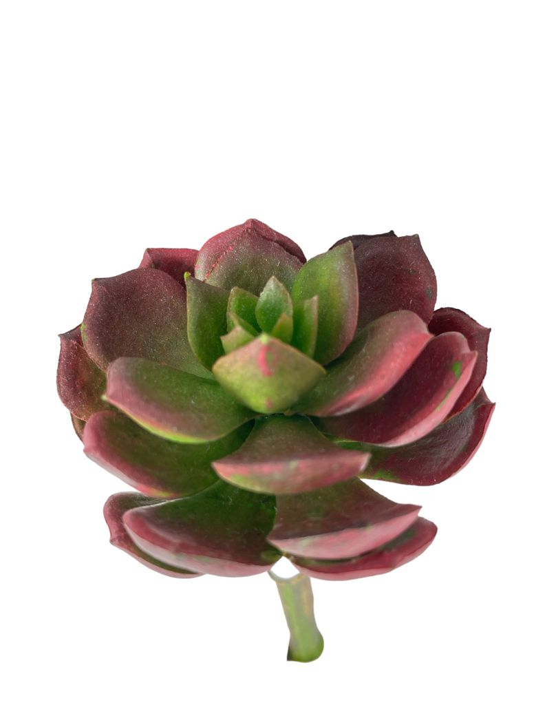 Cactus Decorativo Corel Suculenta Verde - Burdeo 12cm-0