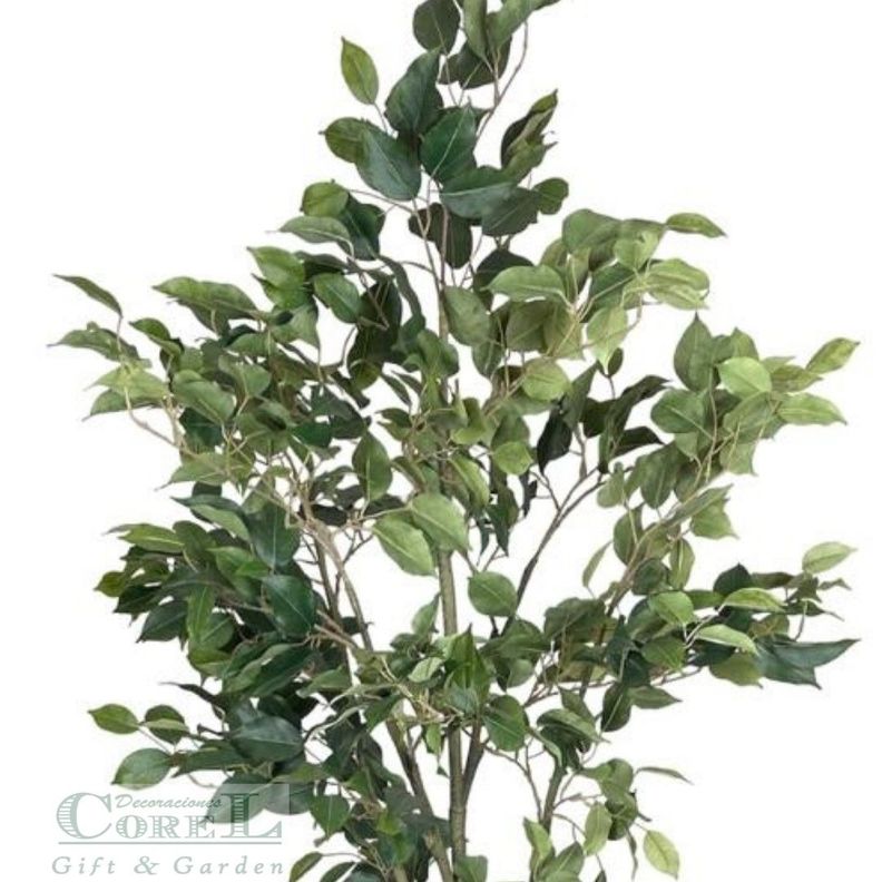 PLANTA DECORATIVA COREL ARBOL DE FICUS 150CM-3