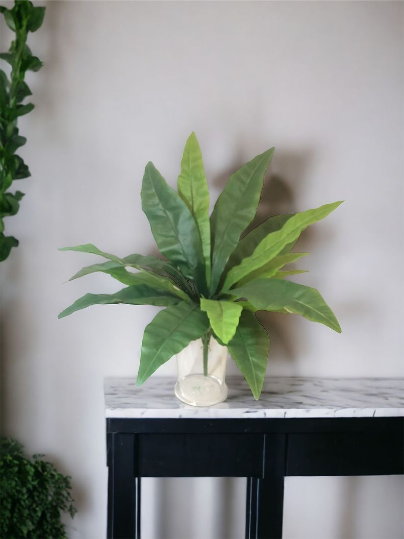 PLANTA DECORATIVA COREL HELECHO NIDO DE PAJARO 53CM-1
