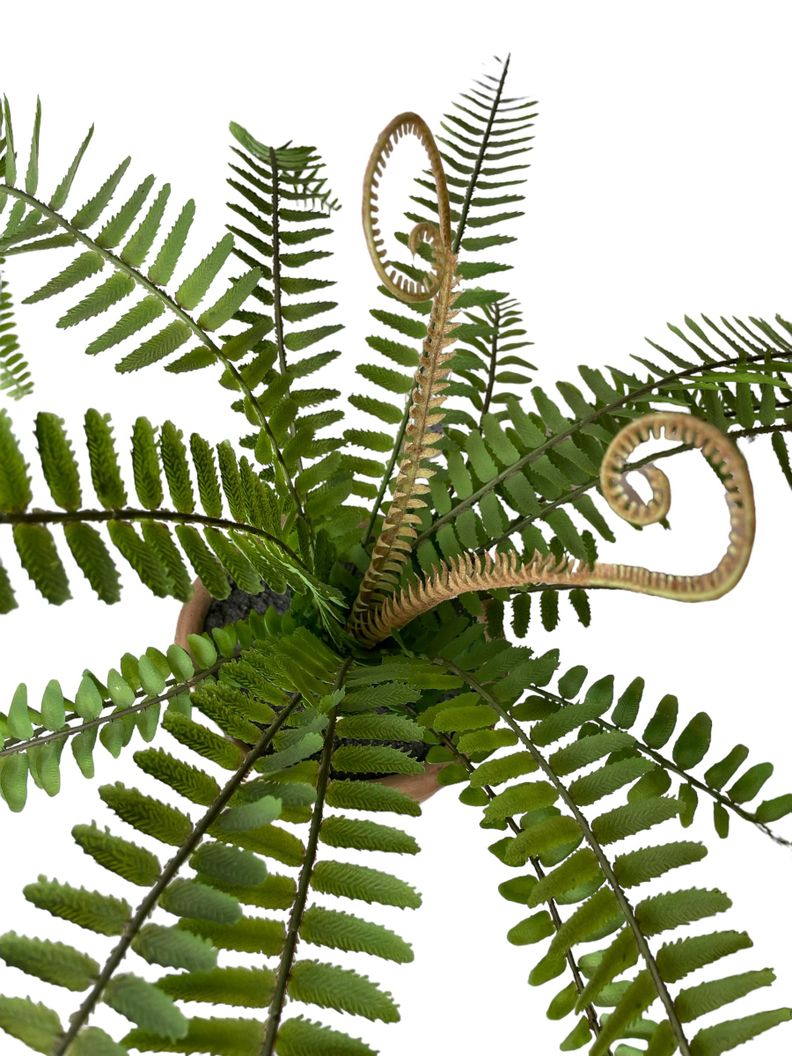 PLANTA DECORATIVA COREL HELECHO ESPADA 61CM-2