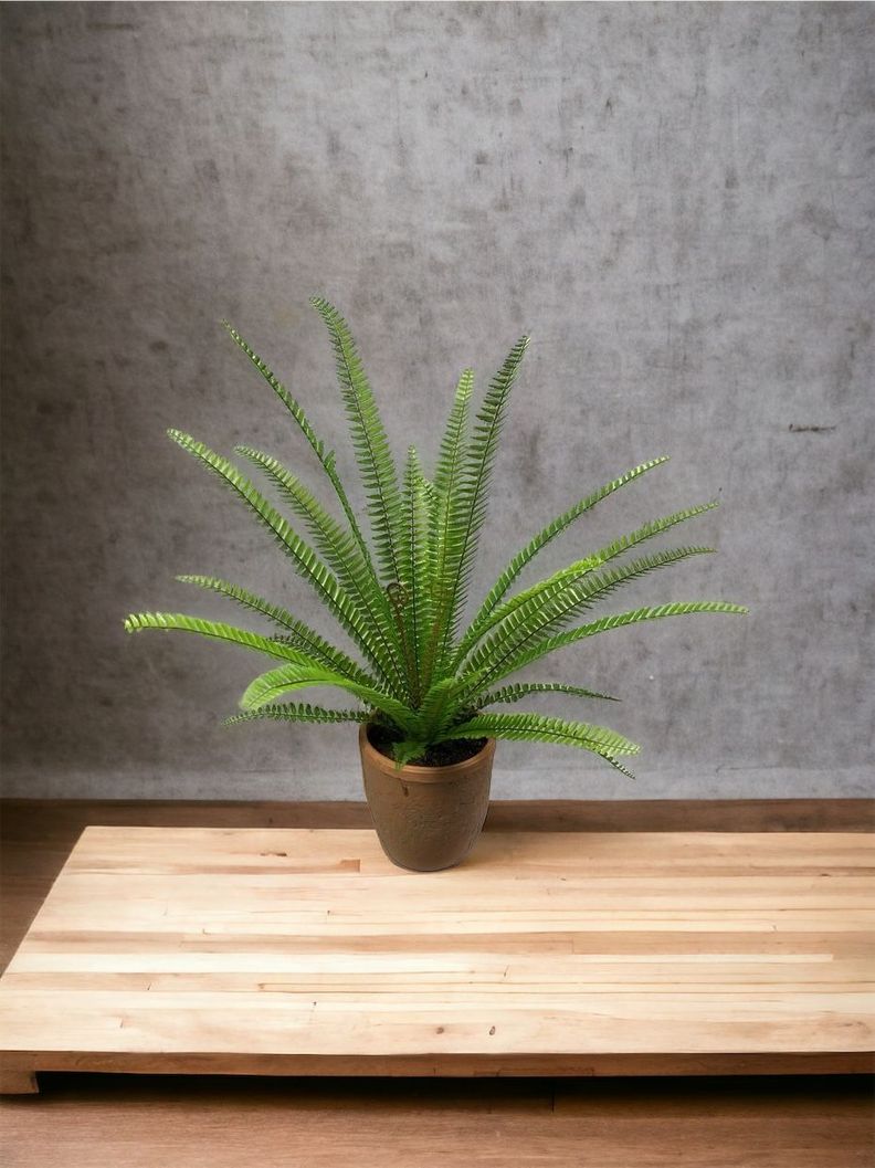 PLANTA DECORATIVA COREL HELECHO ESPADA 61CM-3