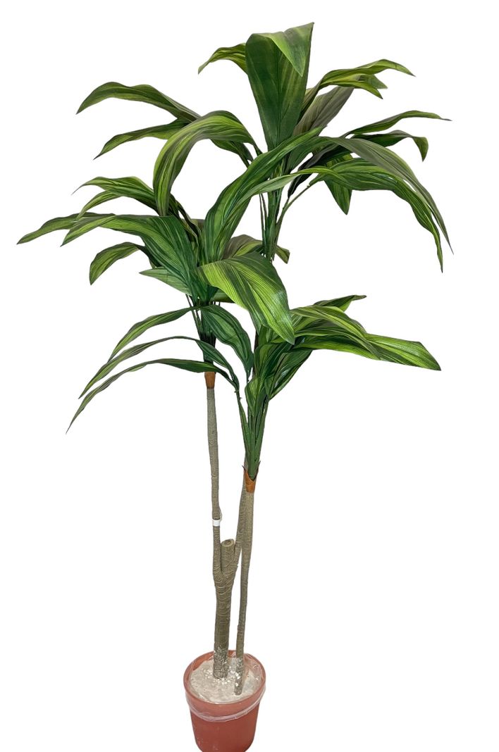 PLANTA DECORATIVA COREL ARBOL DRACENA 120CM-1