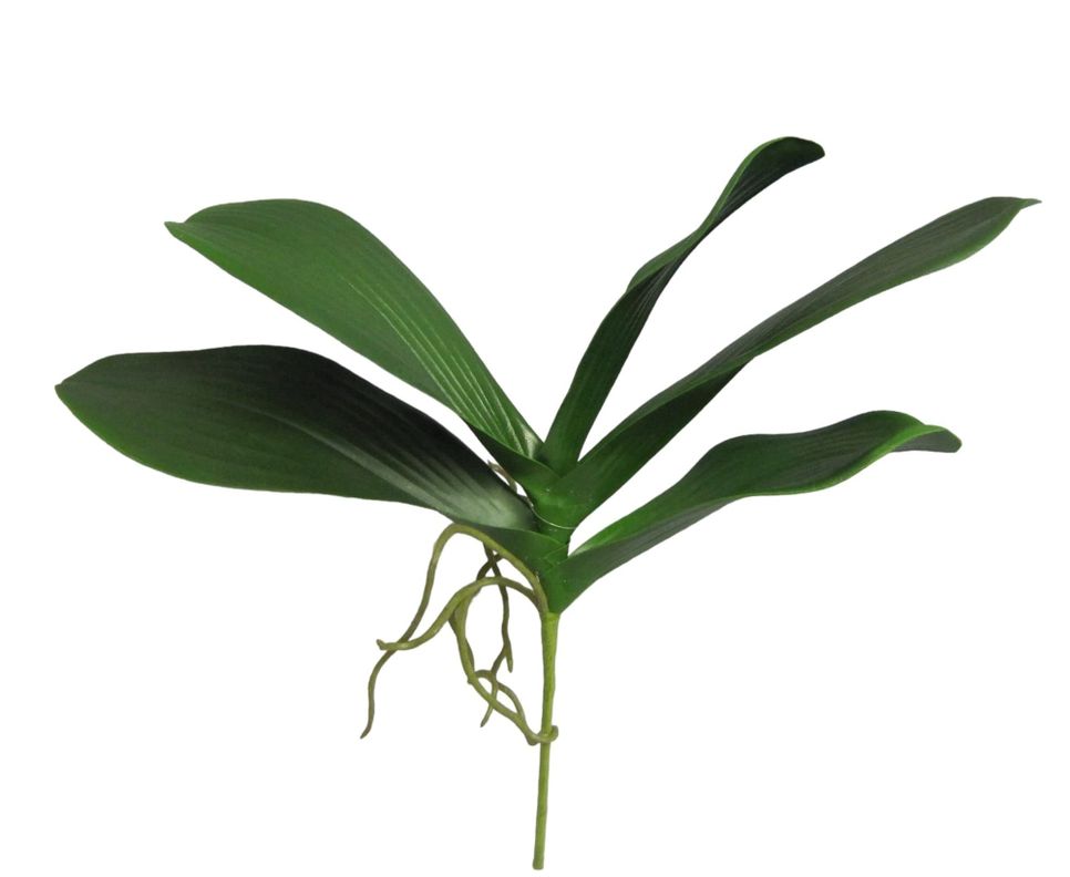 Hojas de Orquidea 28cm Artificial | Estilo Natural para Interiores y Vitrinas Verde