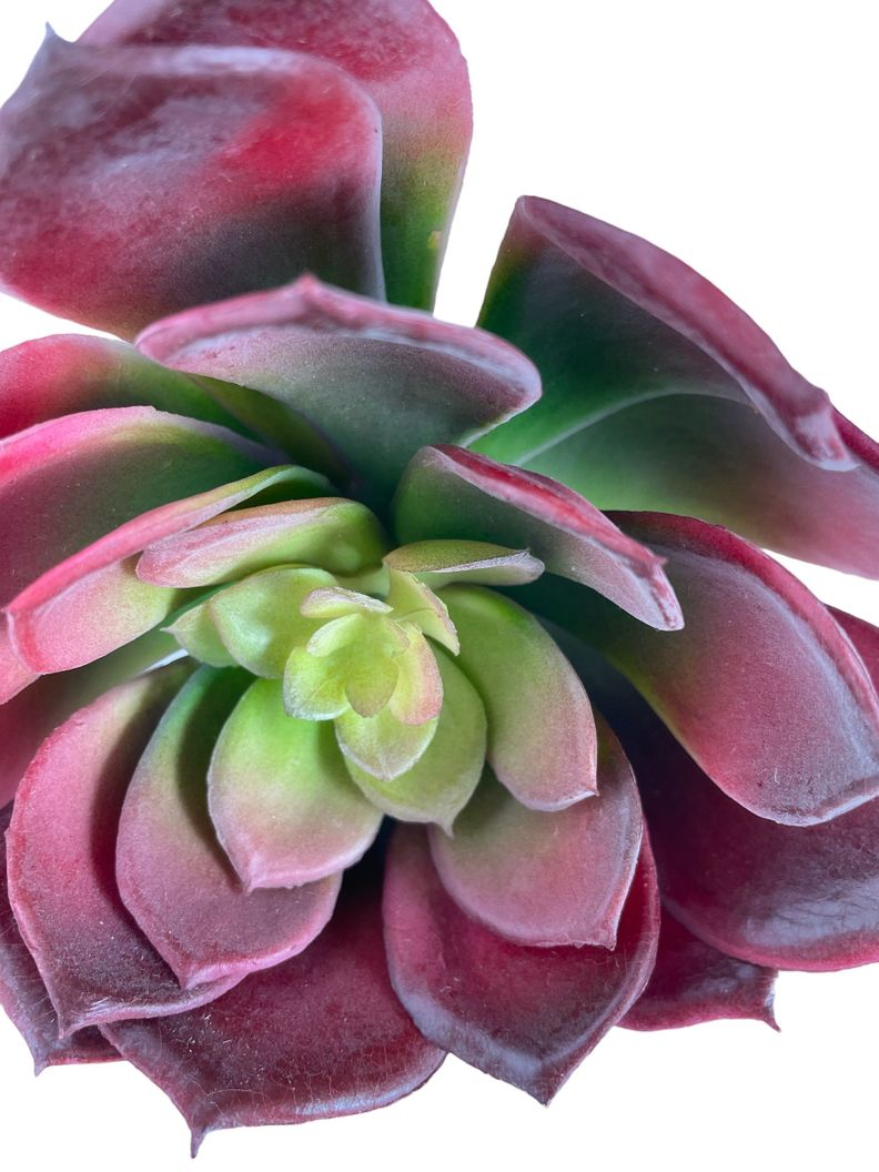 Cactus Decorativo Suculenta Roja 16Cm-1